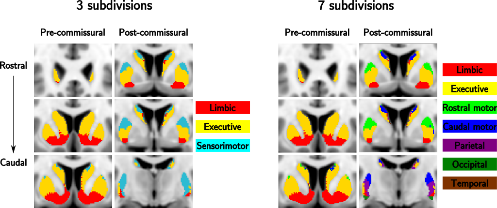 Striatum-con-label-thr50-3sub and Striatum-con-label-thr50-7sub atlas