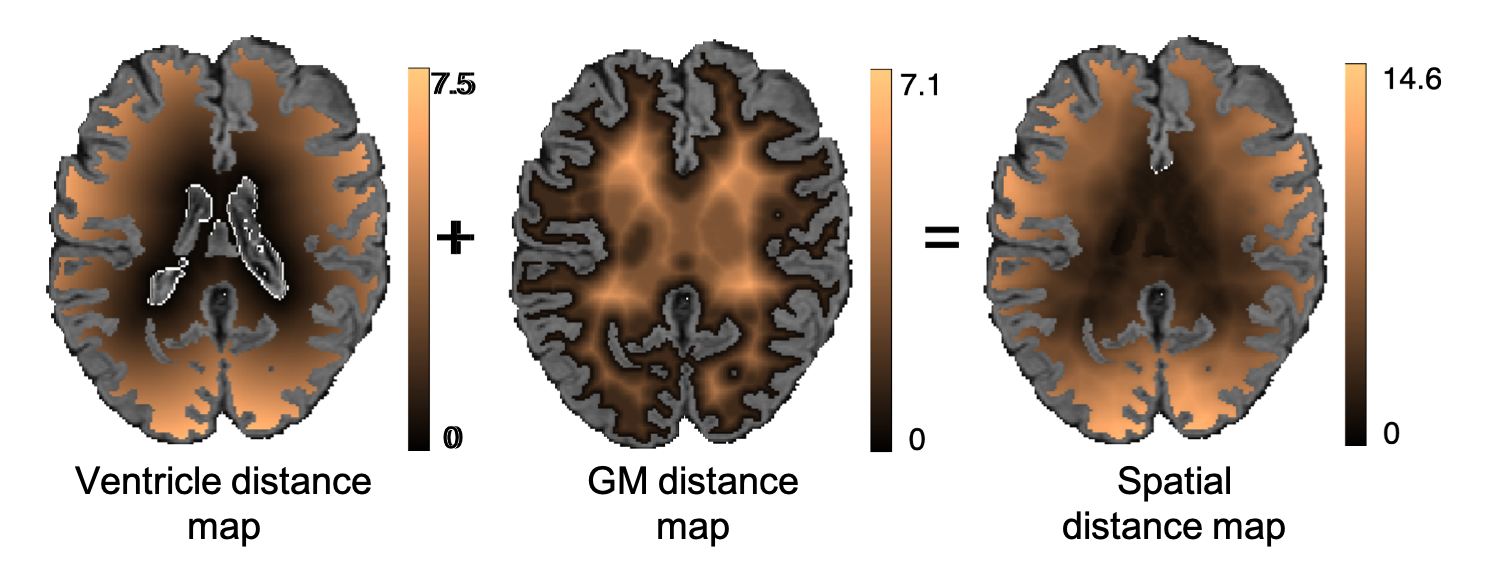 Spatial weight maps to be applied in the truenet loss function.